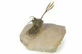 Trident Walliserops Trilobite Fossil - Fantastic Preparation #276386-1